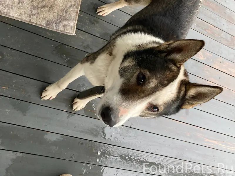 Найдена собака в д. Селятино С...