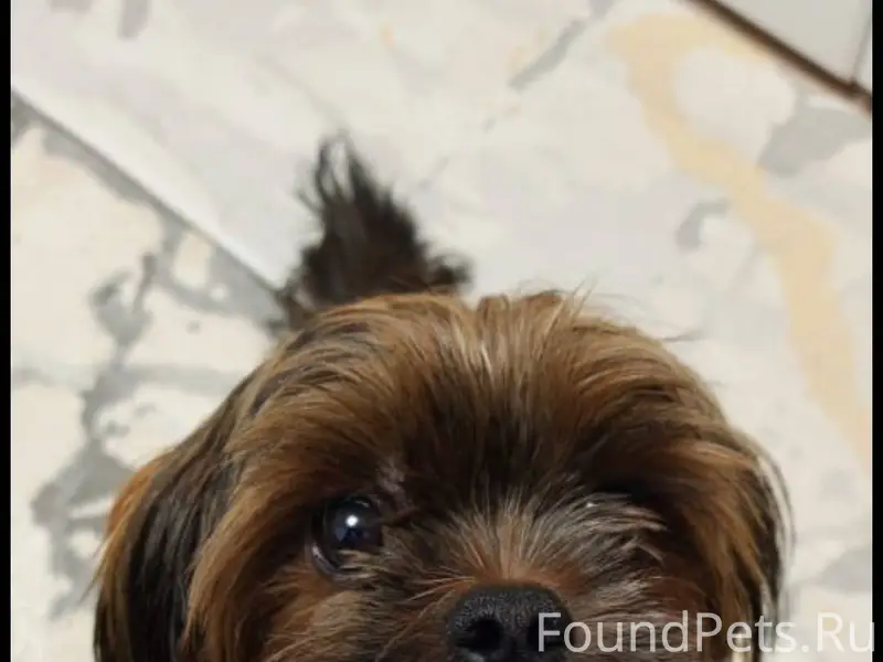 Потерялась собака породы шорки...