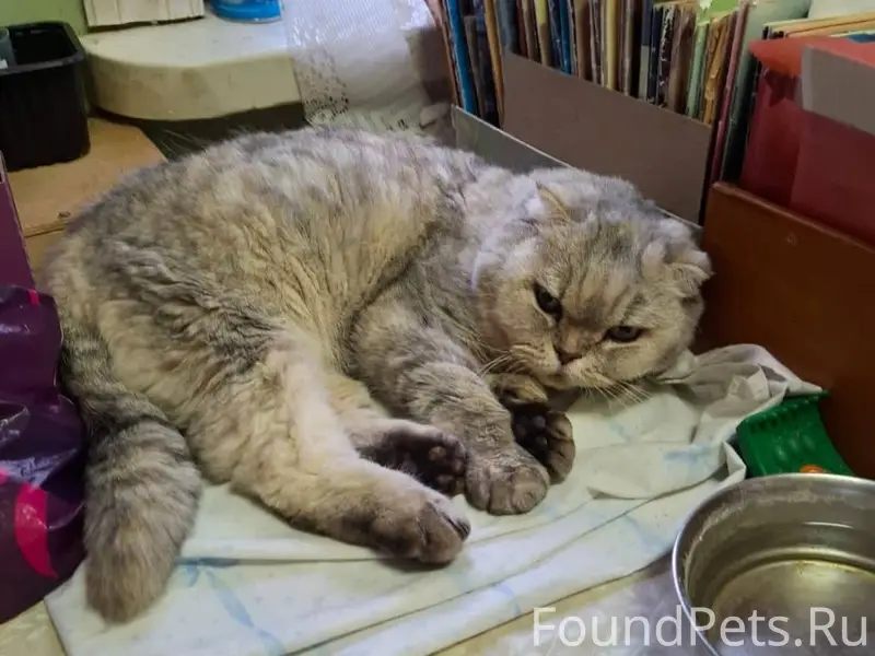 ВНИМАНИЕ! РОЗЫСК! НАЙДЕНА КОШК...