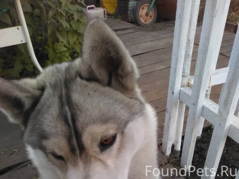 Потерялась собака, породы хаск...