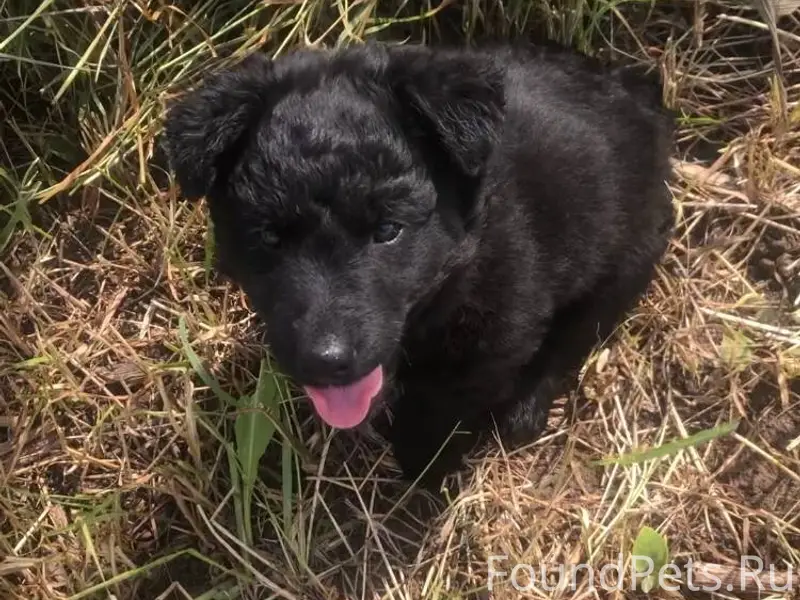 Потерялся полугодовалый красив...