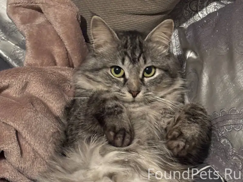 ‼️Пропал кот.С 12 октября его....