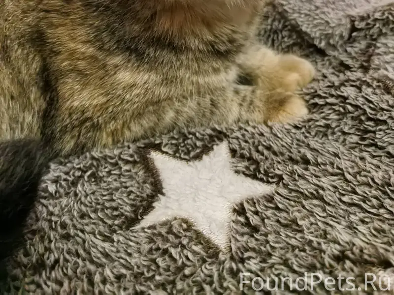 Найдена кошка, нужна помощь куратора.