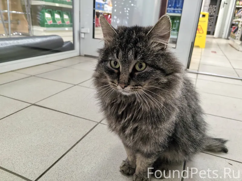 Ищем старых или новых хозяев!!...