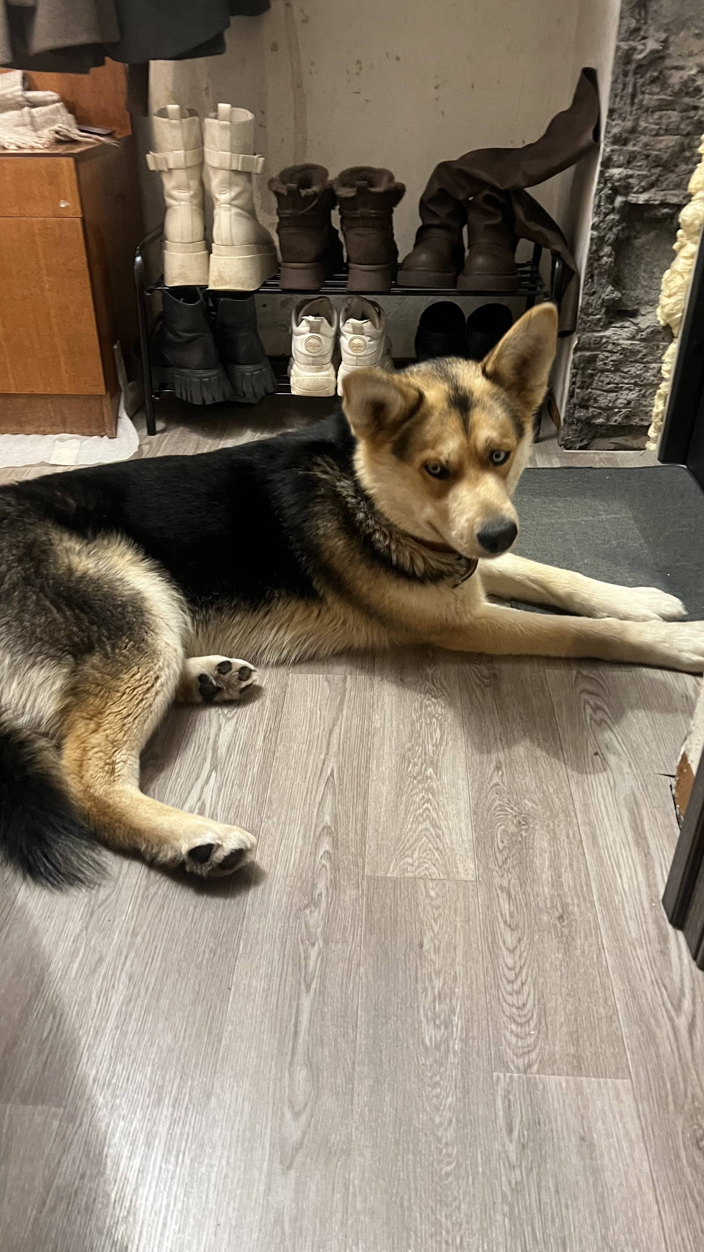 Найден пес , метис хаски