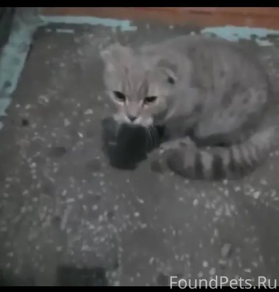 Найден вислоухий кот в подъезд...