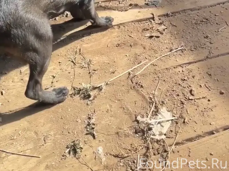 Потерялся пёс убежал во время ...