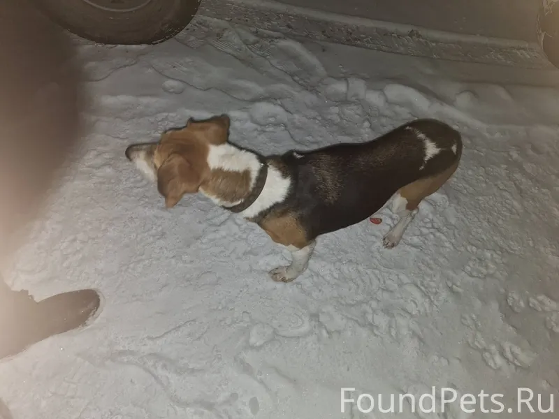 Найдена собака, в Чувашии, Кра...