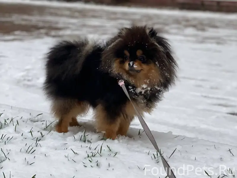 ПРОПАЛ ЩЕНОК! ВНИМАНИЕ, ПОМОГИ...