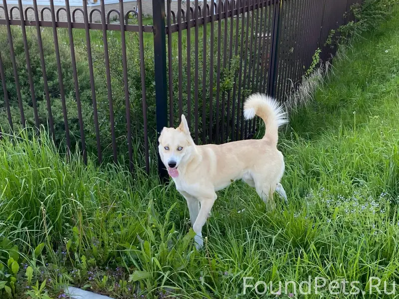 ❗️❗️❗️Пропала собака❗️❗️❗️ Бол...