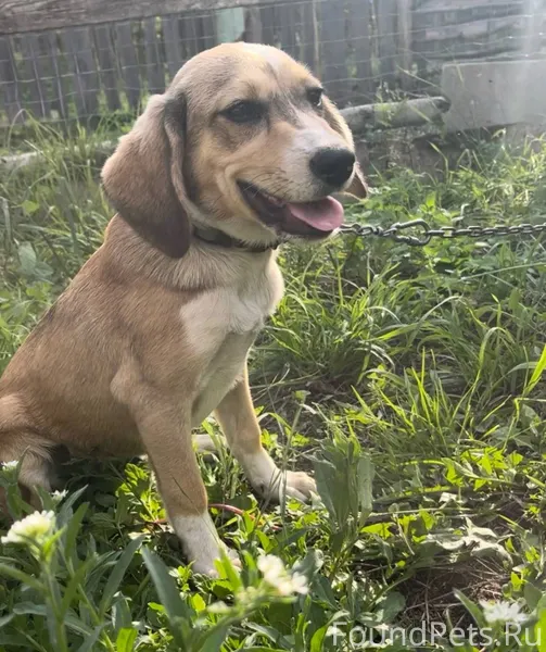 Пропала собака. Откликается на...