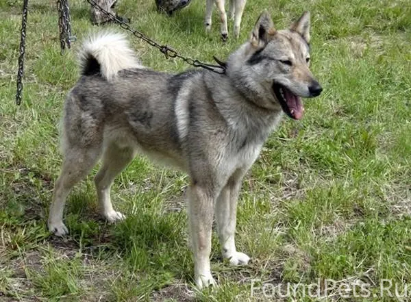 Майма‼️‼️‼️ #потерянКотопес04 ...