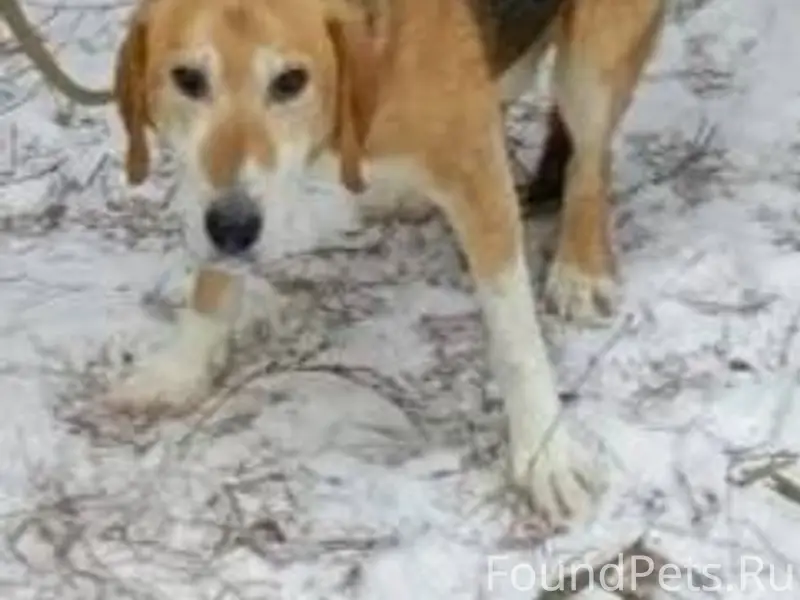 Потерялась охотничья собака в ...