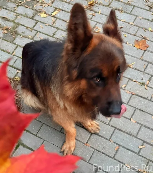 ПРОПАЛА СОБАКА ! Вечером суббо...