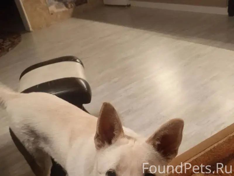 Друзья, убежала собака из дома...