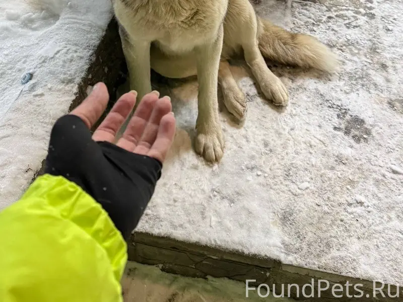 ....Друзья,очередной хаски на ...