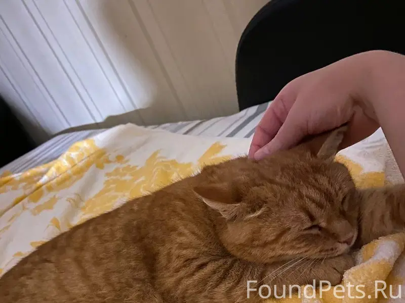 Помогите. Помогите найти кота....