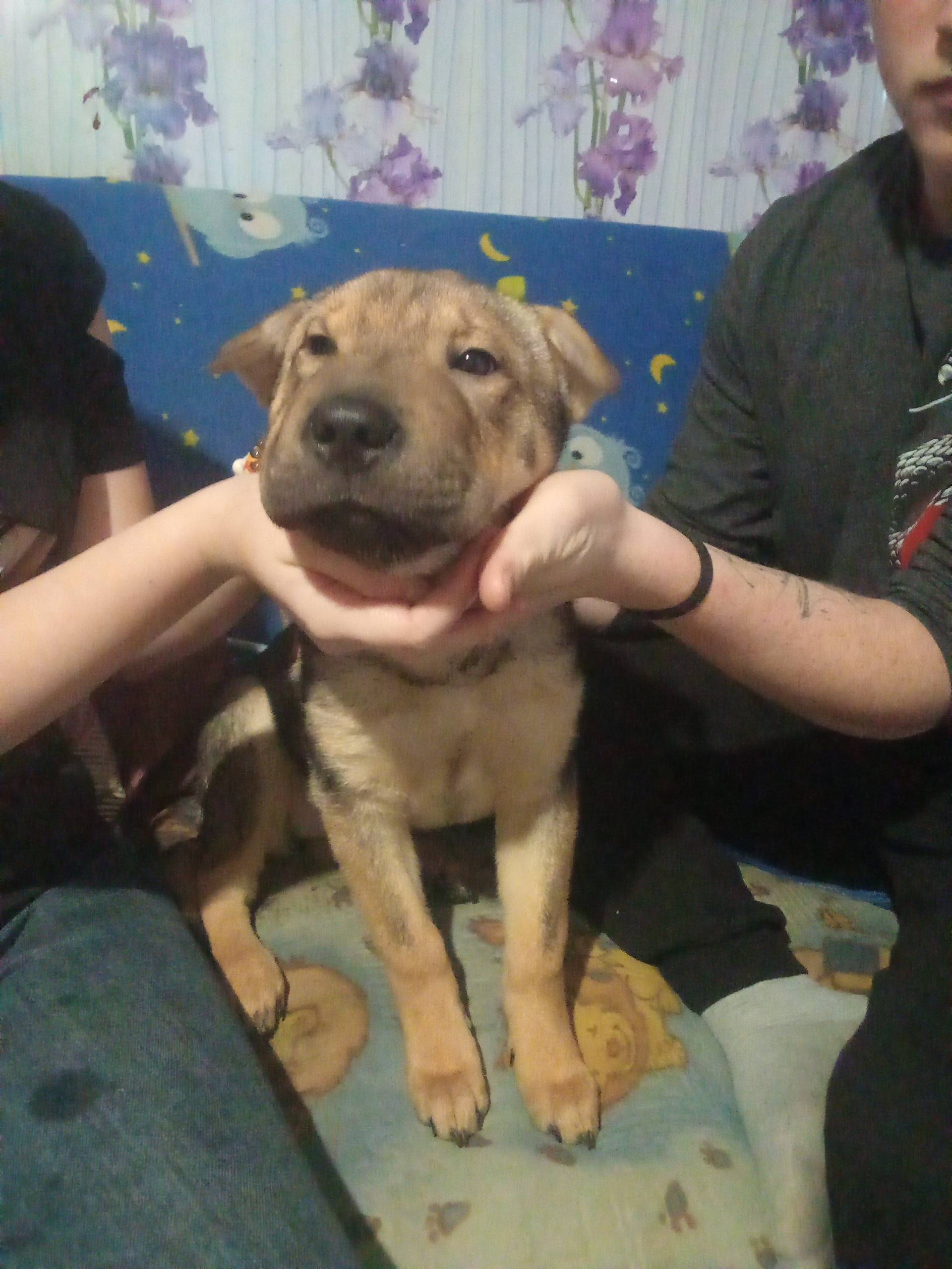 Пропала собака может кто видел...