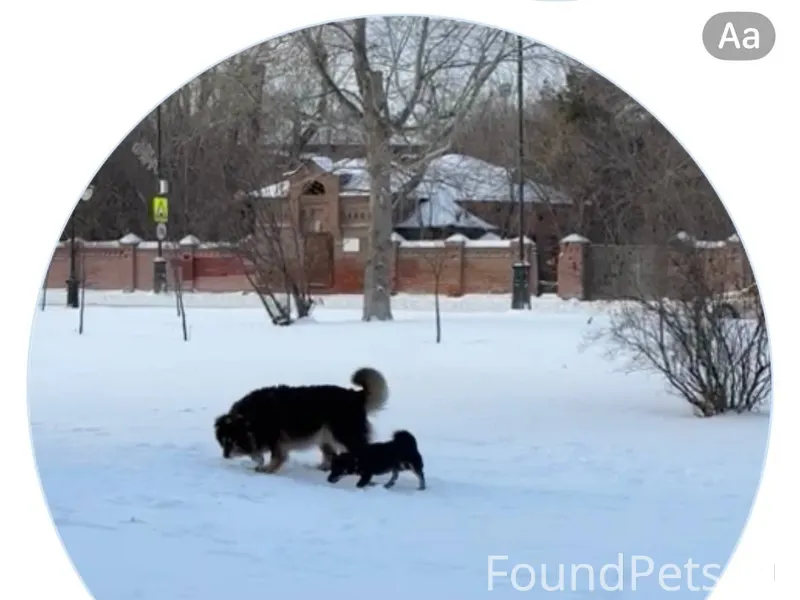 Бегает маленький песик кобель ...