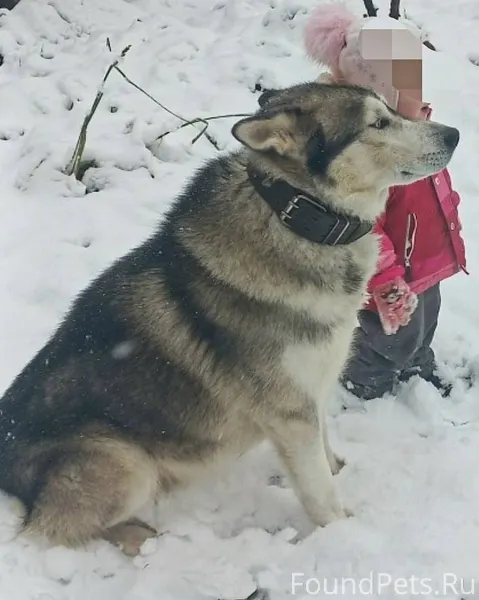 Розыск! Пропала собака, кобель...