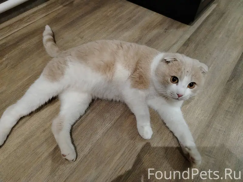 Пропал кот в районе долины, от...