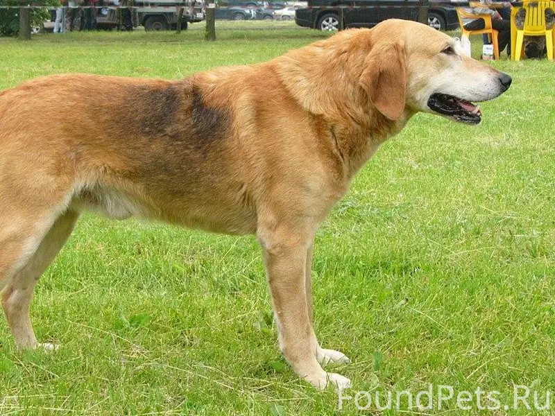 Пропала охотничья собака, орие...