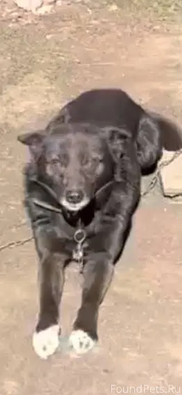 Пропала собака, кобель по клич...