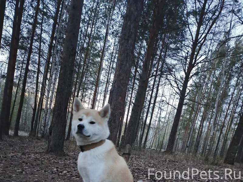 ПОТЕРЯЛСЯ АКИТА-ИНУ!!! ОТКЛИКА...