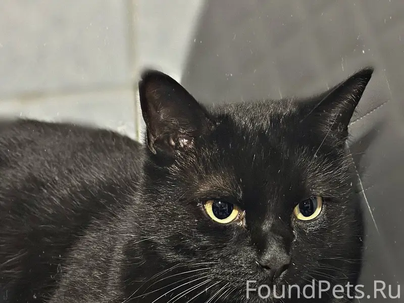 Пропал кот!Окрас чёрно коричне...