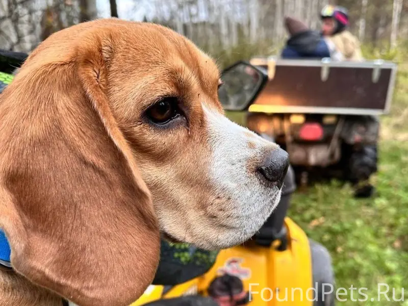 Друзья, потерялась собака! Ушл...