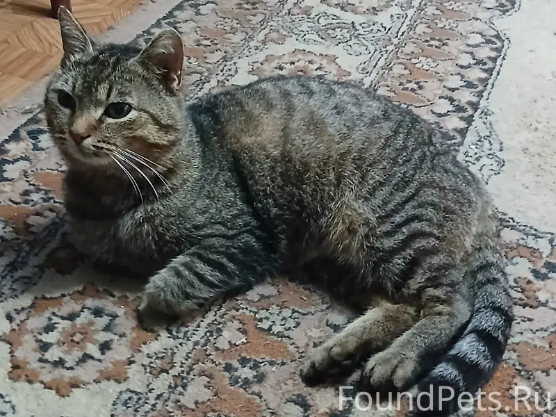 Пропал домашний кот(убежал из ...