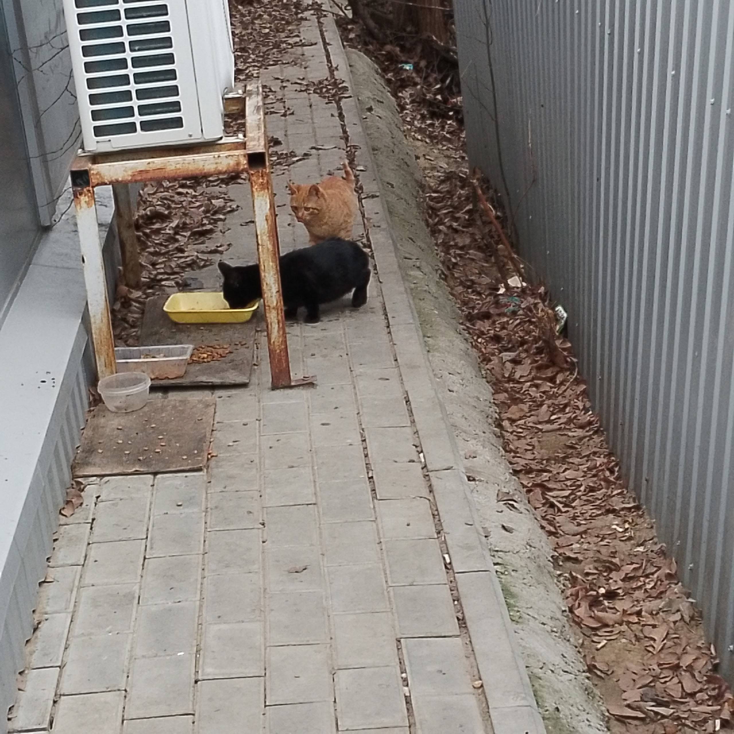 Черный котенок пропал. Рыжего ...
