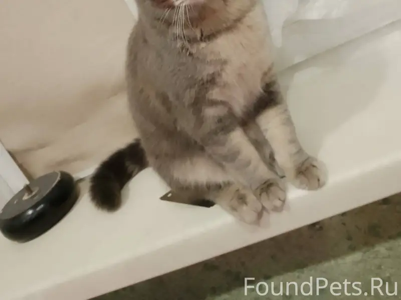 Найдена кошка в подъезде по ад...