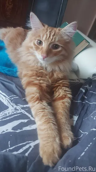 🆘 SOS! ПРОПАЛ КОТ! 🆘 #Сыктывка...