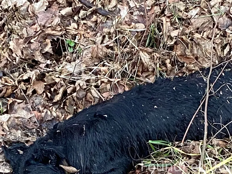 Дорогие друзья мои, уже с неде...