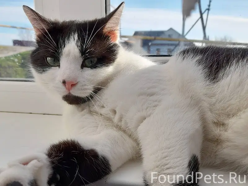 Пропал домашний кот Бася , воз...