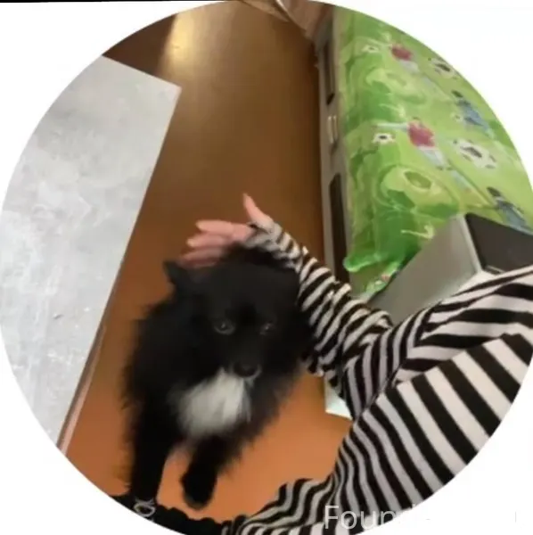 Потерялась собака , кличка шон...