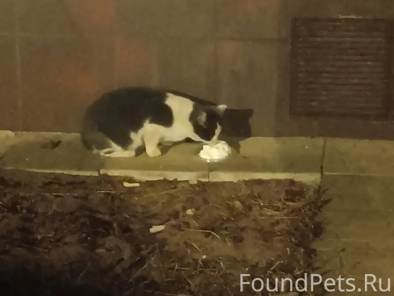 Хозяева, найдитесь‼️ Во дворе ...