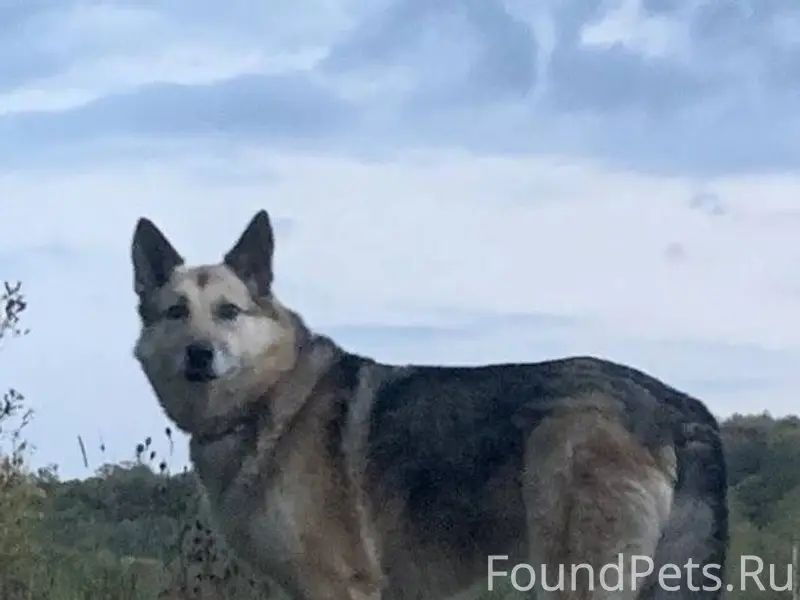 ♦️ПОМОГИТЕ НАЙТИ!!♦️ Истра️, д...