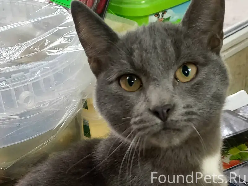 Внимание! Кот-потеряшка в опас...