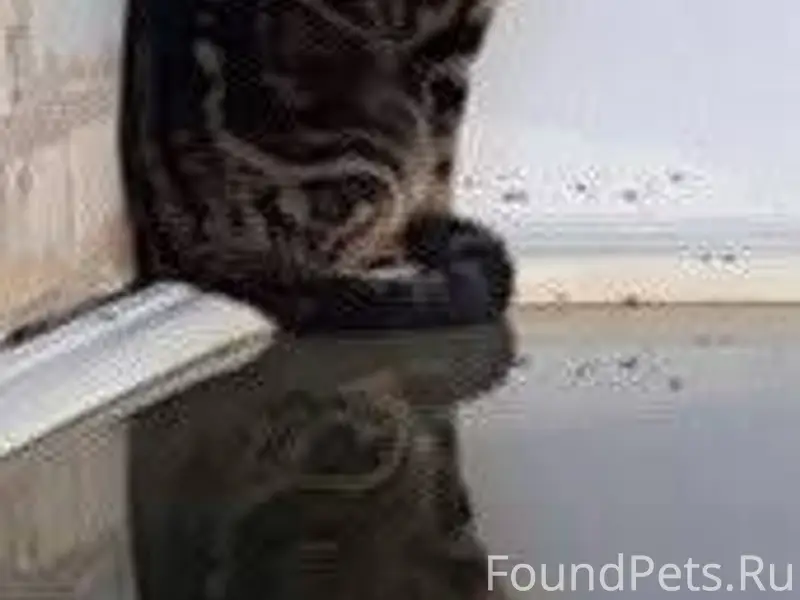 Пропала кошка. Может кто видел...