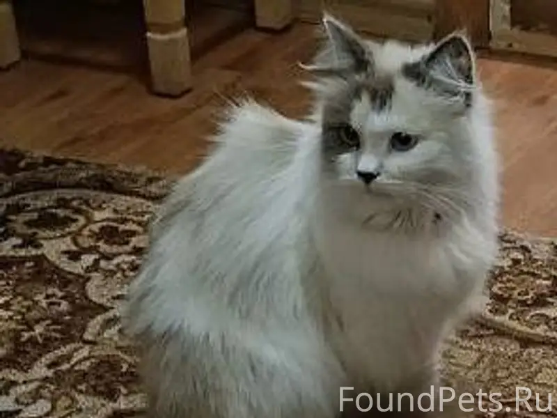 Потерялась кошечка