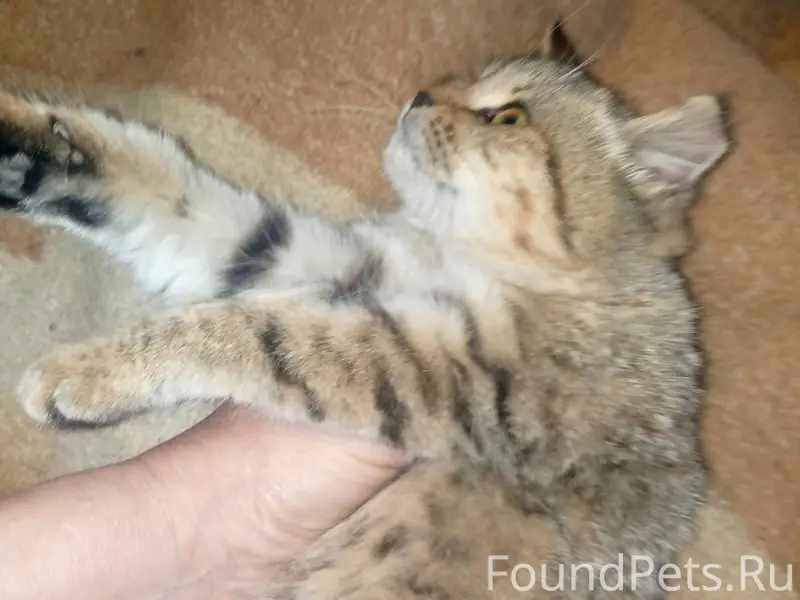 Подкинули котенка на Кирова ча...