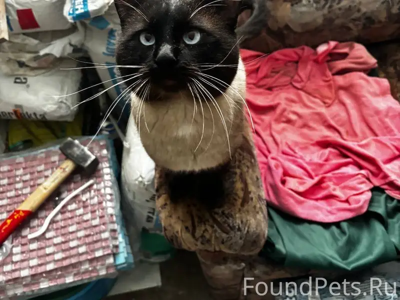 Найден кот в снт "Травень".Ище...