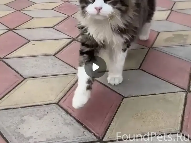 Добрый день! Потерялся котик в...