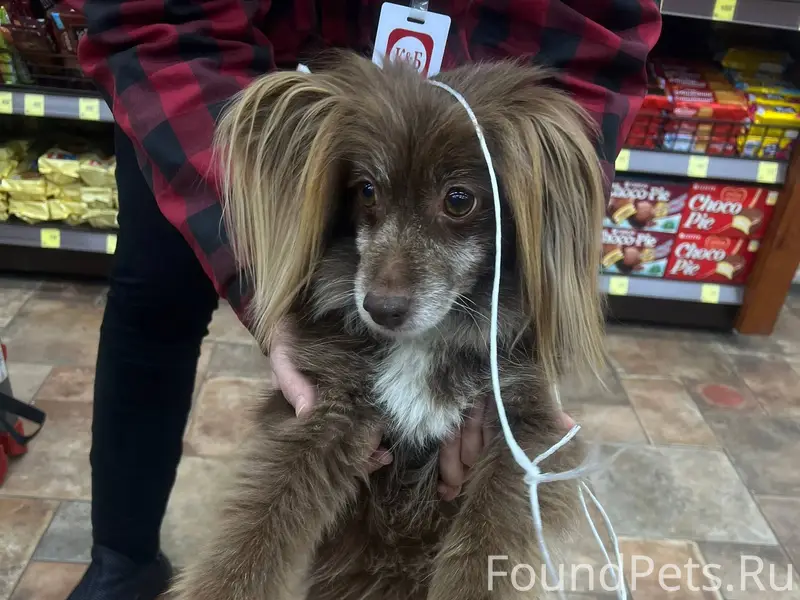 Найдена собака в пос. Большеви...