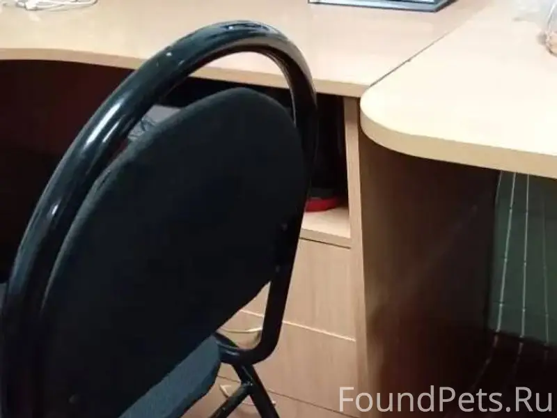 Потерялась собака! Хозяин,отзо...