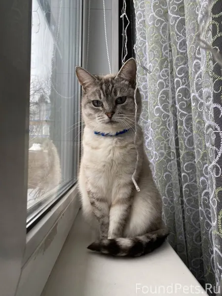 Здравствуйте, соседи. Пропала ...