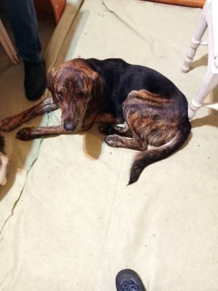 Пропала собака. Пожалуйста, со...