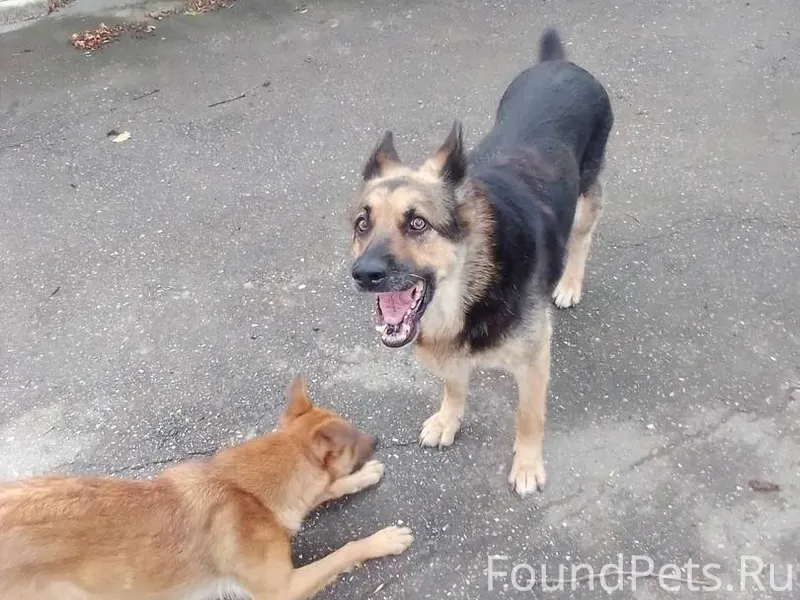 Пропала собака, немецкая овчар...